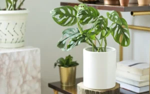 10 plantas que le darán sombra y energía a tu casa