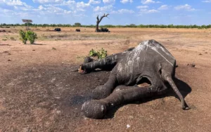 Un centenar de elefantes murieron en Zimbabue por la sequía