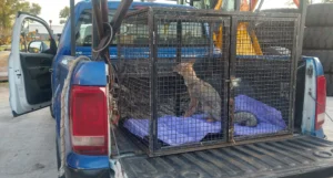 Rescatan a una zorra herida en Roldán.
