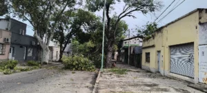 Temporal en Rosario deja cientos de árboles caídos.