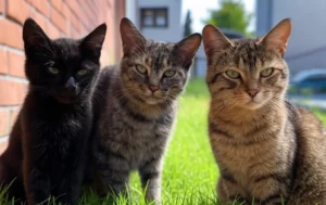 Gatos envenenados en Barrio Echesortu.