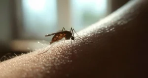 Brote de dengue en varias localidades de Santa Fe.