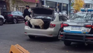 Rescatan a un chivo de un auto en Zona Sur.