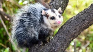 Provincia libera numerosas especies de animales silvestres.