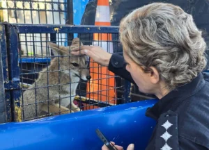Zorra rescatada en una casa de San Lorenzo.
