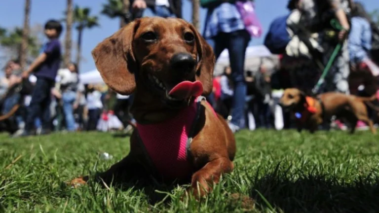 Decenas de perros salchicha se reunieron en el Parque Independencia.