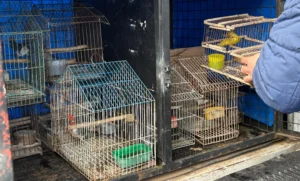 Rescatan aves silvestres de una casa de zona sudoeste.