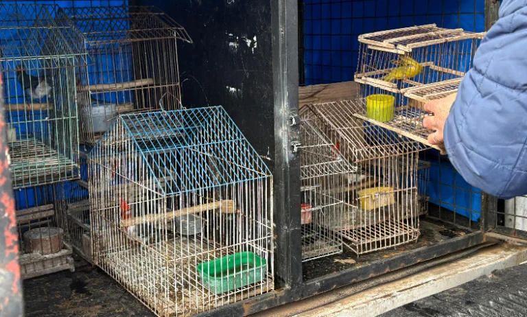 Rescatan aves silvestres de una casa de zona sudoeste.