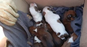 Rescatan cachorros atrapados en Pérez.