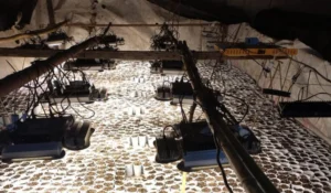 Hallan invernadero de marihuana en Villa Eloísa.