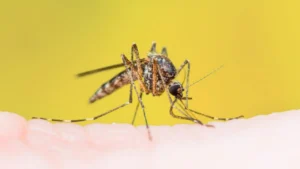 Alerta por la fiebre amarilla en Rosario