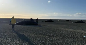 Hallan 26 orcas muertas en Tierra del Fuego.