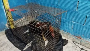 14 detenidos en Villa Gobernador Gálvez por riñas de gallos.
