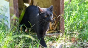Provincia ya devolvió 460 animales silvestres a su ecosistema.