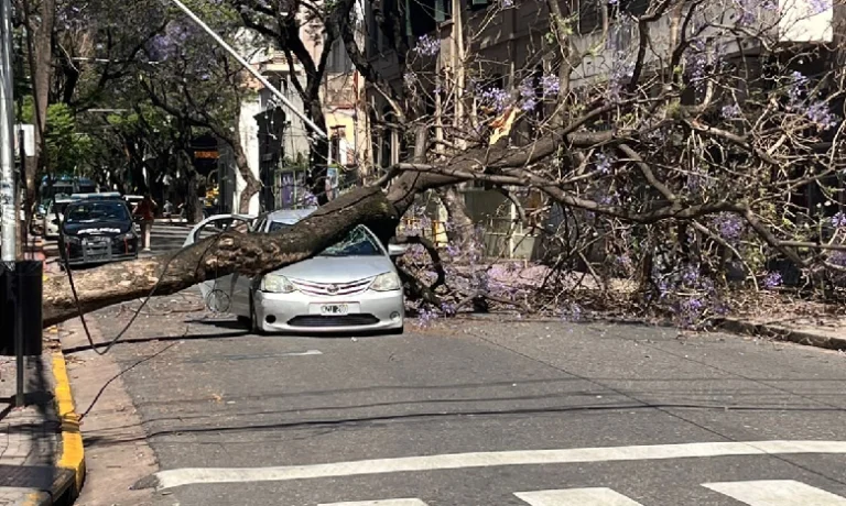 Un árbol cayó en zona centro y aplastó a un auto.