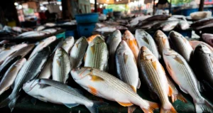Proponen una feria ambulante para pescadores artesanales.