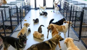 Nueva reglamentación para guarderías de animales en Rosario