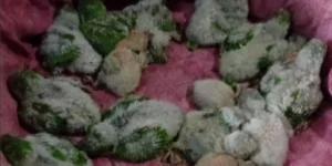 Desteñían cotorras en Funes para venderlas