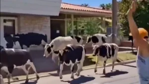 Camión jaula con vacas chocó en La Falda