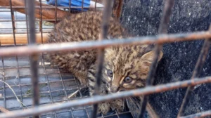 Rescatan un cachorro de gato montés en Zona Oeste