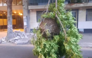 Panal de avispas cae en plena calle en Barrio Abasto