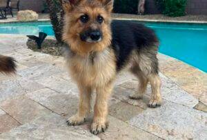 Ranger, el Pastor Alemán que padece enanismo