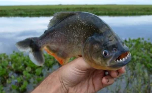 Ataque de palometas en la costa de Victoria deja varios heridos