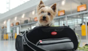 Ahora se podrá viajar con mascotas de Rosario a Buenos Aires de acuerdo a Trenes Argentinos
