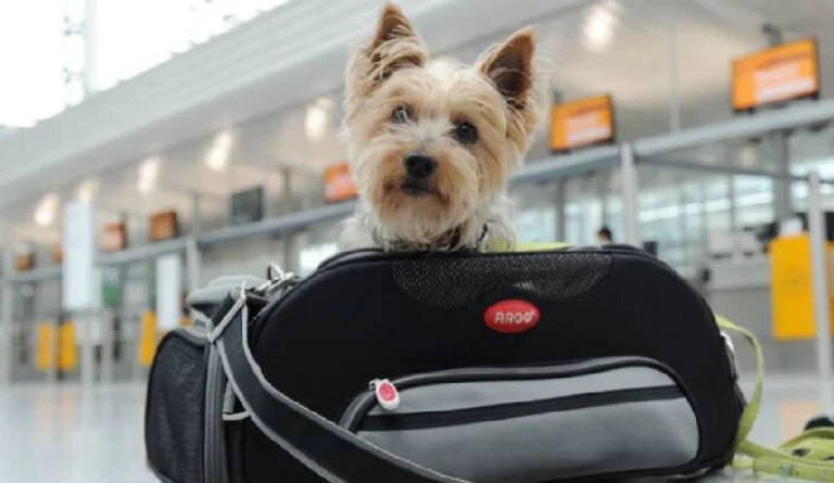 Ahora se podrá viajar con mascotas de Rosario a Buenos Aires de acuerdo a Trenes Argentinos