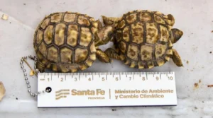 Control vial en la región con decomiso de fauna silvestre