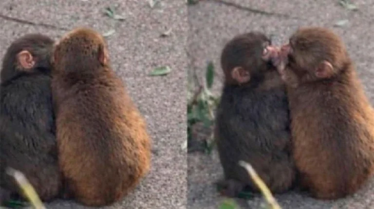 Punch, el monito viral, ahora tiene novia