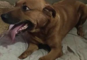Operativo de rescate de un perro en la zona norte de Rosario