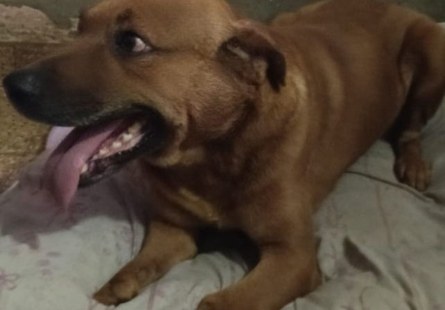 Zona Norte: rescatan a un perro abandonado en la terraza de una vivienda