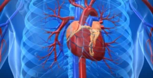 El hidrogel inyectable que repara el tejido del corazón dañado tras un infarto