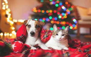 5 consejos para cuidar a tu mascota de la pirotecnia durante las fiestas