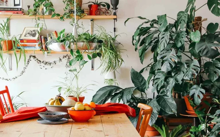 5 plantas que absorben el calor de nuestra casa y la refrescan