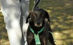 Actividades por el día del animal en Rosario