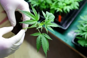 Actualización en la regulación del uso medicinal del cannabis