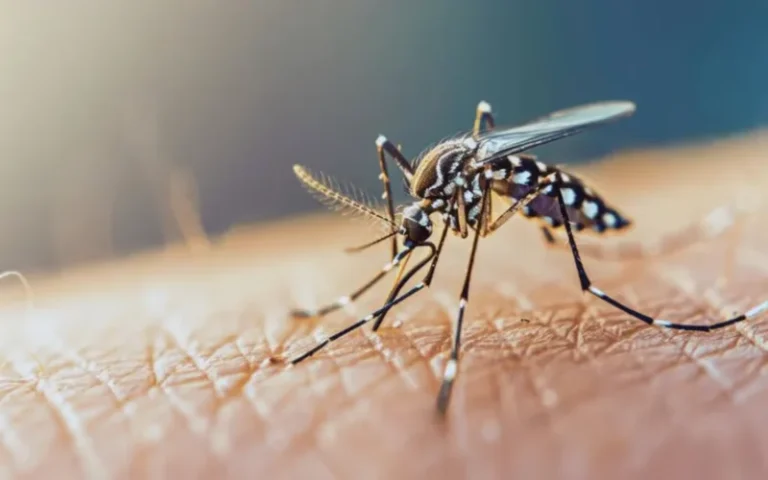 Alerta en Latinoamérica por un virus poco conocido transmitido por un mosquito