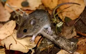 Alerta en Santa Fe por brotes de hantavirus y tos convulsa, pese a la baja de casos de dengue.