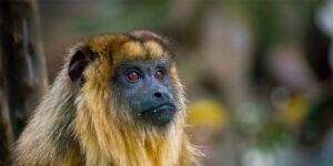 Especialistas denuncian que la disposición 381/2025 favorece el tráfico de fauna y abre la puerta a la comercialización ilegal.