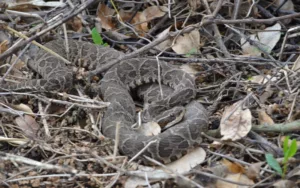 Alertan sobre la presencia de serpientes venenosas en la ribera rosarina