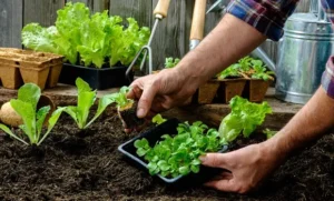 “Alianza Restaurante-Huerta”: un proyecto para la gastronomía sostenible y producción local