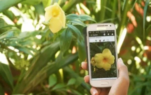¿Amante de las plantas? Estas aplicaciones son para vos