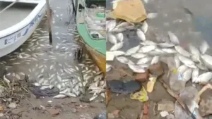 Analizarán el agua del río Paraná tras la aparición de peces muertos