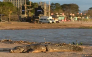 Apareció un enorme yacaré en la costanera de Santa Fe