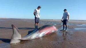 Apareció un zifio en San Clemente del Tuyú