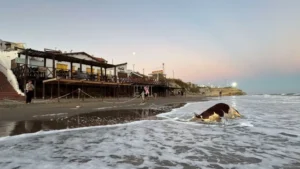 Las Grutas: apareció una vaca muerta en el mar