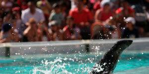 Aquarium Mar del Plata va a cerrar y reubicarán a los animales.
