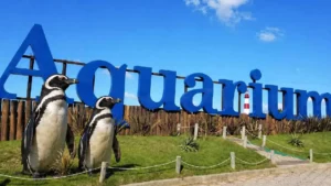 Aquarium de Mar del Plata vende pingüinos para pagar deudas